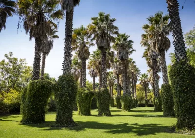 area de palmeras y jardin en la aldea